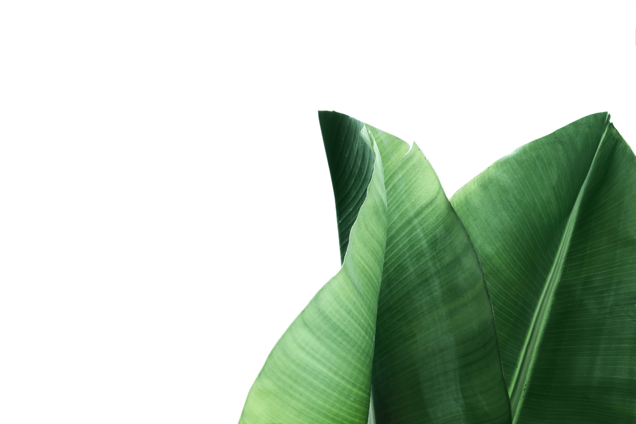 Fresh green banana leaves on white background, top view. Tropical foliage Fresh green banana leaves on white background, top view. Tropical foliage
