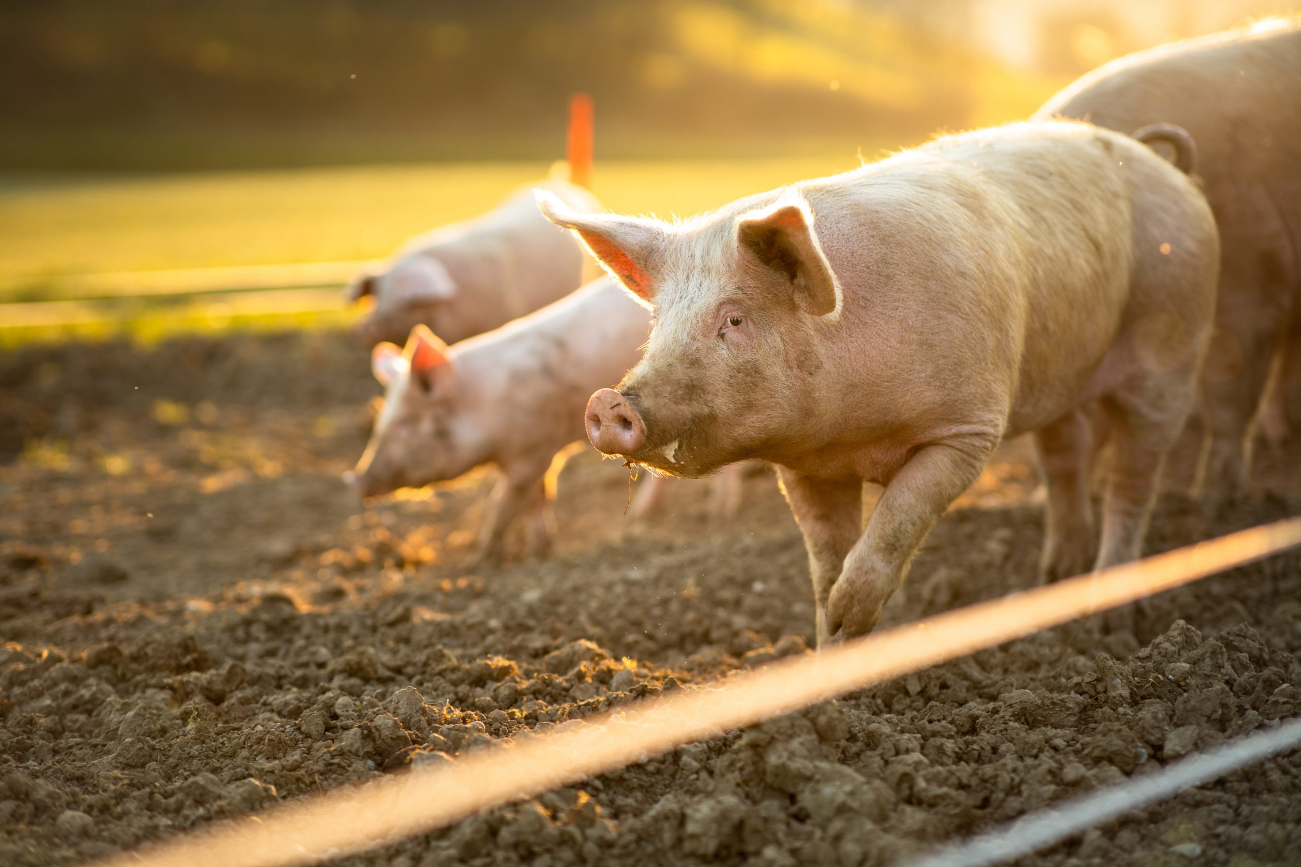Pig Nutrition Top Country